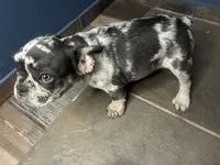 Sookie, a female French Bulldog for sale in Madera, CA – 4 of 6