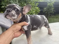 Bertha, a female French Bulldog for sale in Madera, CA – 3 of 6