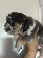 Bertha, a female French Bulldog for sale in Madera, CA – 1 of 6