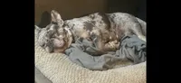 Bertha, a female French Bulldog for sale in Madera, CA – 6 of 6