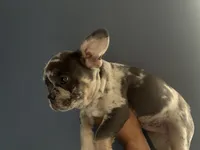 Sookie, a female French Bulldog for sale in Madera, CA – 2 of 6
