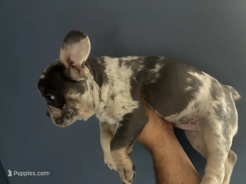 Sookie – French Bulldog puppy for sale in Madera, CA