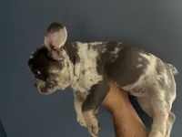 Sookie, a female French Bulldog for sale in Madera, CA – 1 of 6
