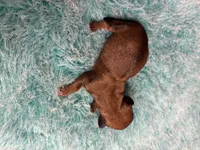 Curly, a male Miniature Dachshund for sale in Melrose, MN – 5 of 7
