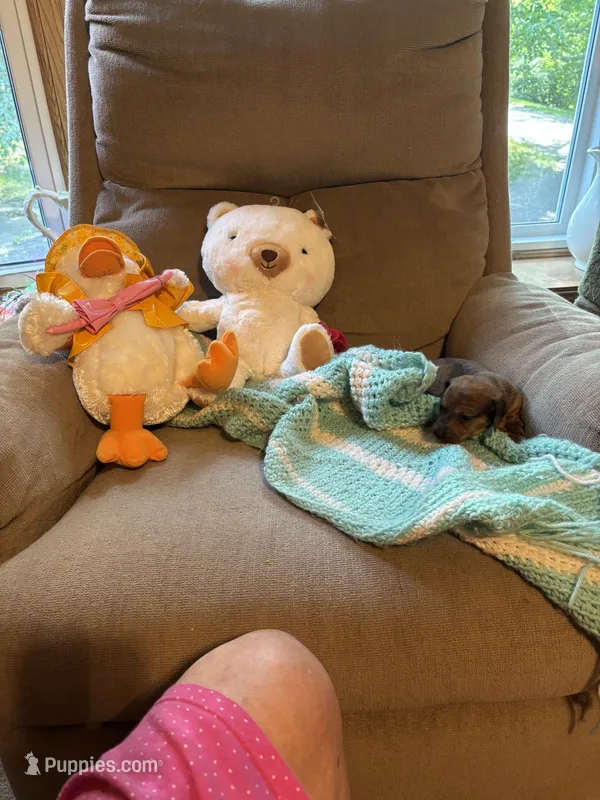 Penelope AKC long haired  – Miniature Dachshund puppy for sale in Melrose, MN
