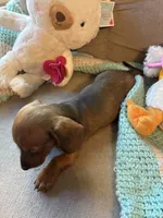Shorty AKC, a male Miniature Dachshund for sale in Melrose, MN – 9 of 10
