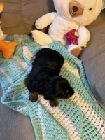 Paisley AKC long haired , a female Miniature Dachshund for sale in Melrose, MN – 8 of 10