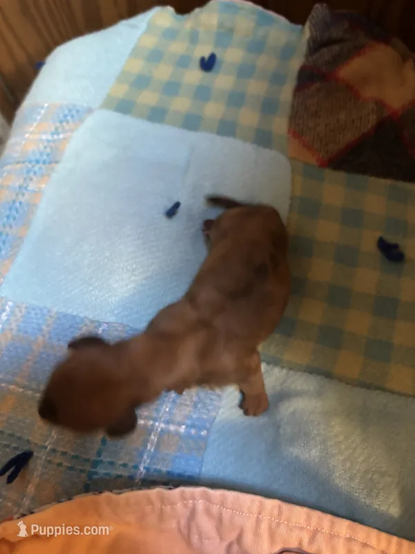 Bonnie  – Miniature Dachshund puppy for sale in Melrose, MN