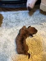 Penelope AKC long haired , a female Miniature Dachshund for sale in Melrose, MN – 5 of 10