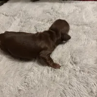 Petunia AKC, a female Miniature Dachshund for sale in Melrose, MN – Photo 9 of 10