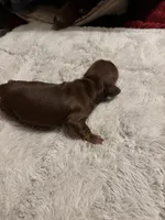 Petunia AKC, a female Miniature Dachshund for sale in Melrose, MN – Photo 9 of 10