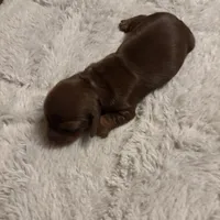 Petunia AKC, a female Miniature Dachshund for sale in Melrose, MN – Photo 3 of 10