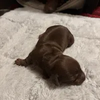 Petunia AKC, a female Miniature Dachshund for sale in Melrose, MN – Photo 1 of 10