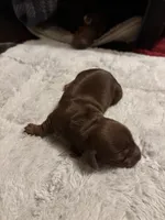 Petunia AKC, a female Miniature Dachshund for sale in Melrose, MN – Photo 1 of 10