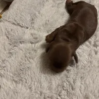 Petunia AKC, a female Miniature Dachshund for sale in Melrose, MN – Photo 7 of 10