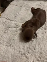 Petunia AKC, a female Miniature Dachshund for sale in Melrose, MN – Photo 7 of 10