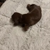 Petunia AKC, a female Miniature Dachshund for sale in Melrose, MN – Photo 4 of 10