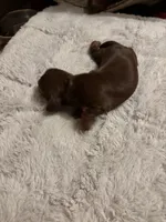 Petunia AKC, a female Miniature Dachshund for sale in Melrose, MN – Photo 4 of 10