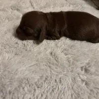 Petunia AKC, a female Miniature Dachshund for sale in Melrose, MN – Photo 6 of 10