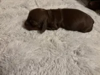 Petunia AKC, a female Miniature Dachshund for sale in Melrose, MN – Photo 6 of 10