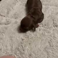 Petunia AKC, a female Miniature Dachshund for sale in Melrose, MN – Photo 2 of 10