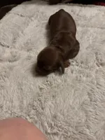 Petunia AKC, a female Miniature Dachshund for sale in Melrose, MN – Photo 2 of 10