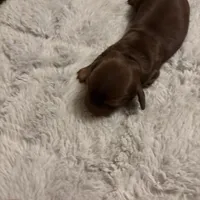 Petunia AKC, a female Miniature Dachshund for sale in Melrose, MN – Photo 10 of 10