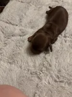 Petunia AKC, a female Miniature Dachshund for sale in Melrose, MN – Photo 10 of 10