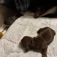 Petunia AKC, a female Miniature Dachshund for sale in Melrose, MN – Photo 5 of 10