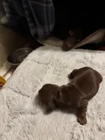 Petunia AKC, a female Miniature Dachshund for sale in Melrose, MN – Photo 5 of 10