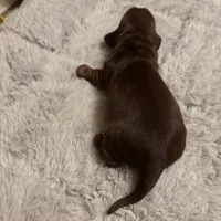 Petunia AKC, a female Miniature Dachshund for sale in Melrose, MN – Photo 8 of 10