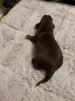 Petunia AKC, a female Miniature Dachshund for sale in Melrose, MN – Photo 8 of 10