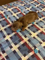Sandy AKC, a female Miniature Dachshund for sale in Melrose, MN – 5 of 5
