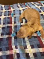 Pedro AKC, a male Miniature Dachshund for sale in Melrose, MN – 3 of 5