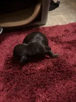 Phoenix, a female Miniature Dachshund for sale in Melrose, MN – Photo 2 of 4