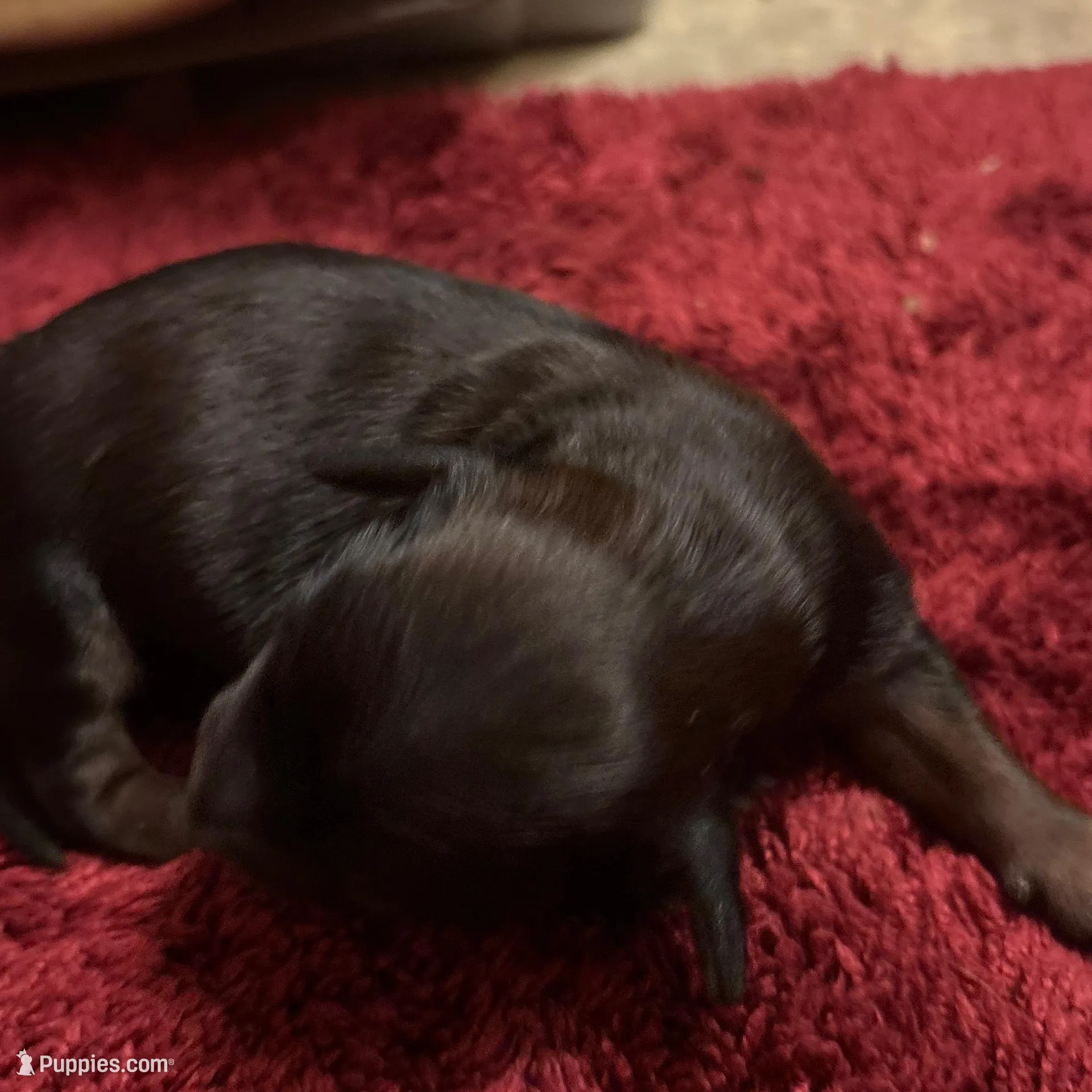 Phoenix, a female Miniature Dachshund for sale in Melrose, MN – Photo 1 of 4