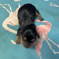 Poppy AKC, a female Miniature Dachshund for sale in Melrose, MN – Photo 6 of 7