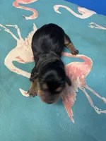 Penny AKC, a female Miniature Dachshund for sale in Melrose, MN – Photo 6 of 7