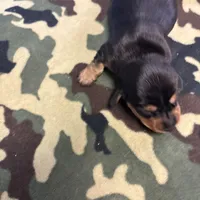 Poppy AKC, a female Miniature Dachshund for sale in Melrose, MN – Photo 1 of 7