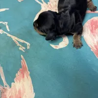 Poppy AKC, a female Miniature Dachshund for sale in Melrose, MN – Photo 7 of 7