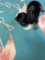 Penny AKC, a female Miniature Dachshund for sale in Melrose, MN – Photo 7 of 7