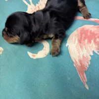 Poppy AKC, a female Miniature Dachshund for sale in Melrose, MN – Photo 4 of 7