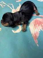 Penny AKC, a female Miniature Dachshund for sale in Melrose, MN – Photo 4 of 7