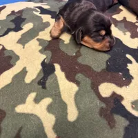 Poppy AKC, a female Miniature Dachshund for sale in Melrose, MN – Photo 2 of 7