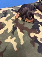 Penny AKC, a female Miniature Dachshund for sale in Melrose, MN – Photo 2 of 7