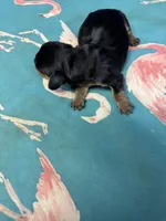 Penny AKC, a female Miniature Dachshund for sale in Melrose, MN – Photo 5 of 7