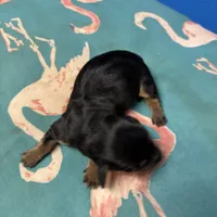 Poppy AKC, a female Miniature Dachshund for sale in Melrose, MN – Photo 3 of 7