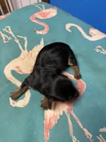 Penny AKC, a female Miniature Dachshund for sale in Melrose, MN – Photo 3 of 7