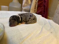 Peabody AKC, a male Miniature Dachshund for sale in Melrose, MN – 3 of 4