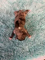 Chica, a female Miniature Dachshund for sale in Melrose, MN – 6 of 6